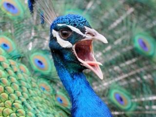 Serangan Burung Merak Lukai Bocah Perempuan di Singapura