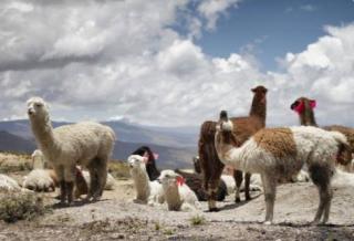 Peneliti Sebut Antibodi Hewan Llama Bisa Lawan Varian Omicron