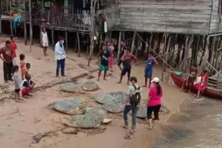 Belasan Penyu Raksasa Terjaring Nelayan di Karimun