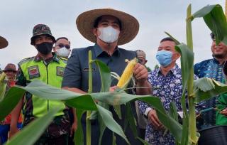 Panen Raya Jagung, Bupati Roby Puji Kerja Keras Petani Bintan