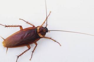 6 Cara Ampuh dan Sederhana Usir Kecoa dari Rumah