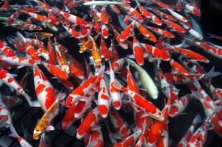 Saipem Kenalkan Budidaya Ikan Sistem Bioflok ke Warga Karimun