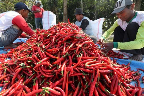 Inflasi Desember Rekor, Cabai Rawit-Minyak Goreng Biang Keroknya