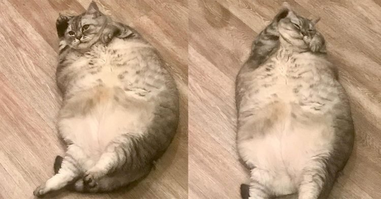 Pemilik Kucing Tergemuk di Dunia Dituduh Kejam ke Hewan Peliharaan