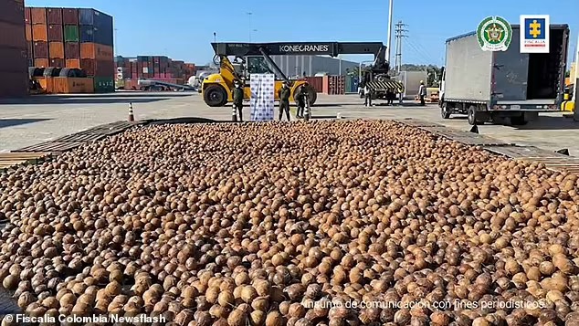 Polisi Kolombia Sita 20 Ribu Butir Kelapa Berisi Kokain Cair