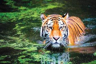 Eko, Harimau Malaya Langka Terpaksa Ditembak Mati Kebun Bintang AS