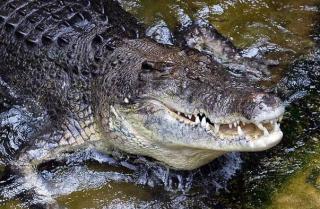 Ngeri, Remaja 16 Tahun Tewas Diterkam Buaya saat Menimba Air di Kali