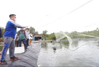 Awal 2022, Pokdakan di Desa Resang Lingga Panen Udang Vanamei Keempat Kalinya