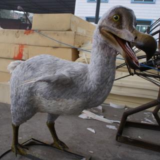 Burung Dodo, Hewan yang Jadi Ikon Kepunahan