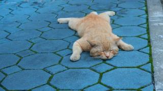 Kenapa Kucing Oren Kerap Dicap 
