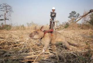 Magawa, Tikus Pahlawan Pendeteksi Ranjau Darat Akhirnya Mati