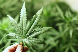 Thailand Bolehkan Warganya Tanam Ganja di Rumah