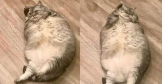Pemilik Kucing Tergemuk di Dunia Dituduh Kejam ke Hewan Peliharaan