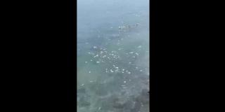 Limbah Alat Tes Antigen Berserakan di Pantai Selat Bali