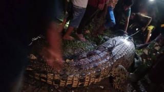 Buaya Muara Sepanjang 4 Meter Ditangkap Usai Terkam Warga di Bengkulu