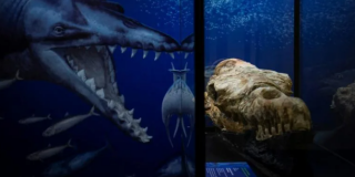 Fosil Ikan Paus Berumur 36 Juta Tahun Ditemukan di Peru