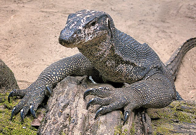 Empat Pria di India Ditangkap usai Perkosa Seekor Biawak