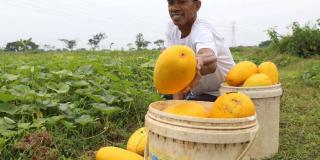 5 Manfaat Timun Suri Bagi Kesehatan, si Buah Favorit Berbuka Puasa