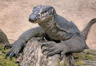 Empat Pria di India Ditangkap usai Perkosa Seekor Biawak