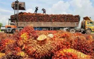 Importir India Protes Larangan Ekspor CPO Jokowi