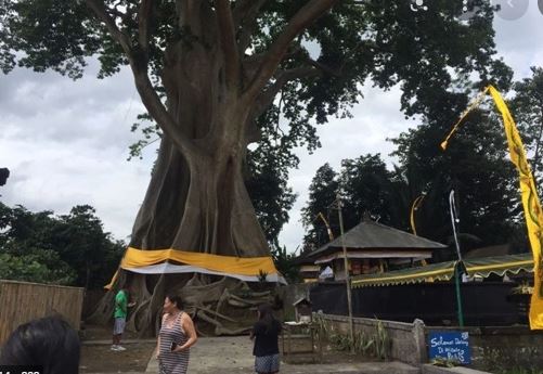 Polisi Buru WNA yang Telanjang di Pohon Pura Babakan Bali
