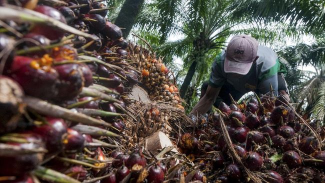 Pengamat: Malaysia Caplok Pasar Ekspor CPO Indonesia