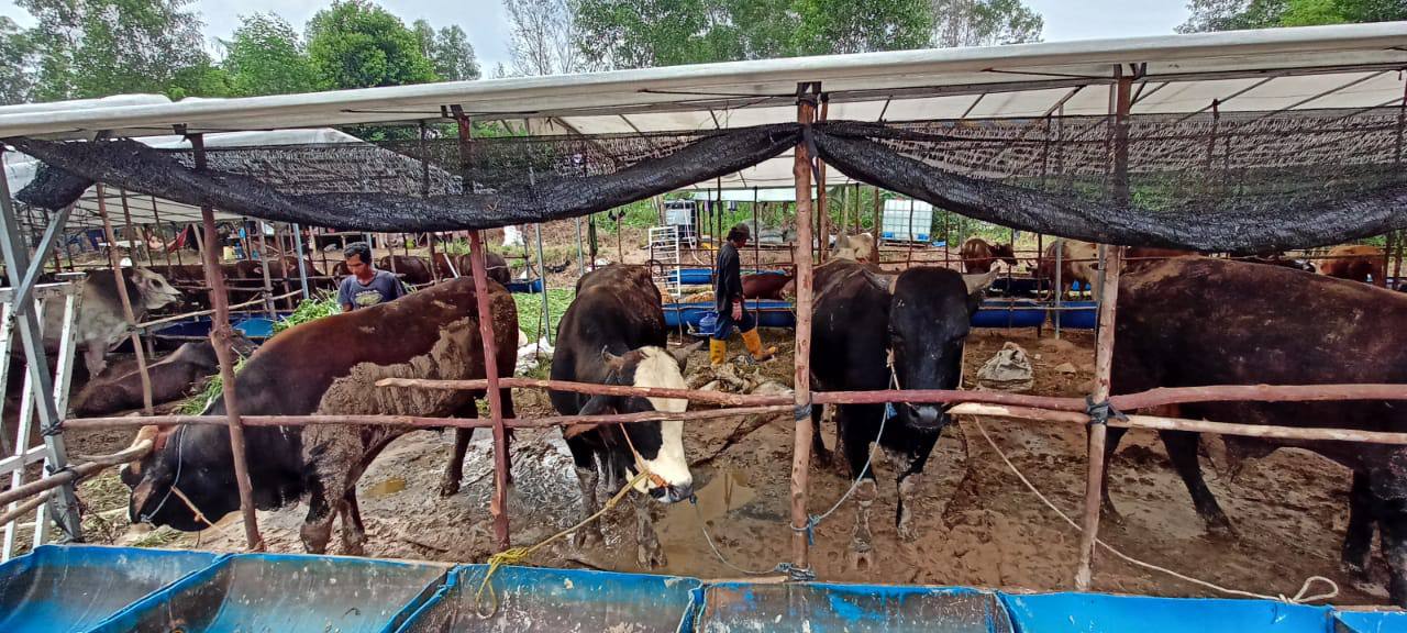 Harga Ternak di Batam Melambung Karena Distribusi TerhambatÂ 