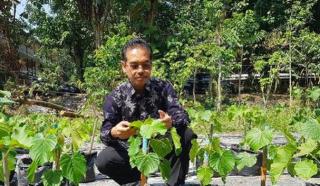 Tanaman Penghasil Emas Tumbuh Subur di RI dan Terbesar di Dunia