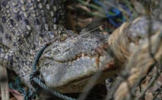 Damkar Bintan Pasang Perangkap Buaya di Waduk Kolong Enam