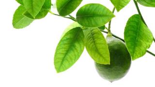 Harga Daun Jeruk Naik Gila-gilaan hingga Rp100 Ribu per Kg