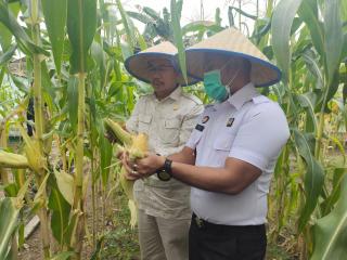 Napi di Rutan Karimun Dilatih Bertani Jagung