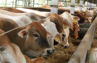 Daging Sapi Terancam Langka di Bintan Gegara Hal Ini