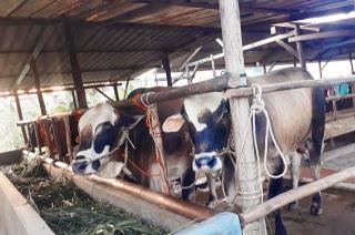 Batam Kekurangan 13 Ribu Ekor Sapi dan Kambing untuk Idul Adha