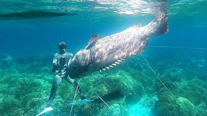 Nelayan Tangkap Ikan Kerapu Raksasa 143 Kg di Laut Buton