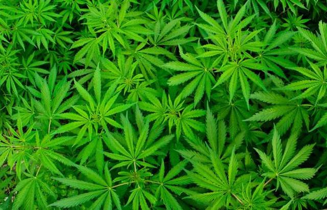 Thailand Resmi Legalkan Ganja Mulai Hari Ini, Ribuan Napi Akan Dibebaskan