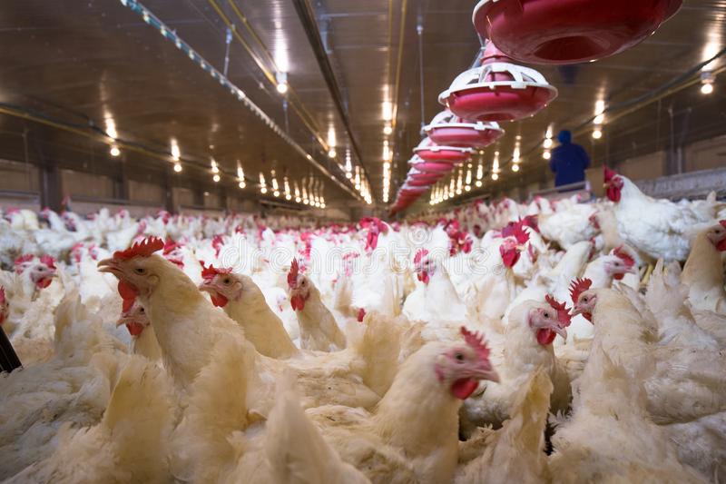 Pakan Mengandung Ganja Tingkatkan Kualitas Telur dan Daging Ayam di Thailand