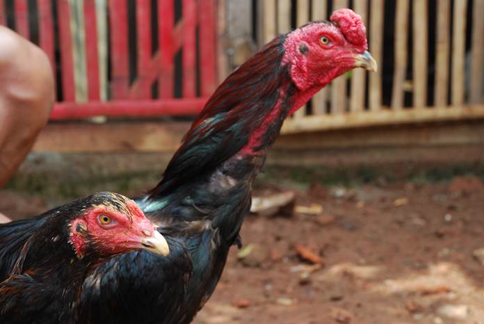 Malaysia Cabut Sebagian Larangan Ekspor Ayam ke Singapura