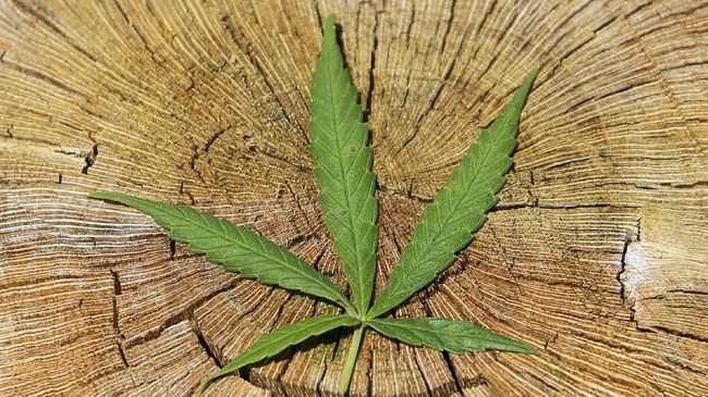 Thailand Bebaskan 3 Ribu Lebih Tahanan Kasus Ganja
