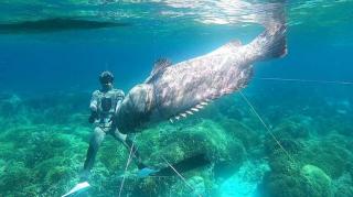 Nelayan Tangkap Ikan Kerapu Raksasa 143 Kg di Laut Buton