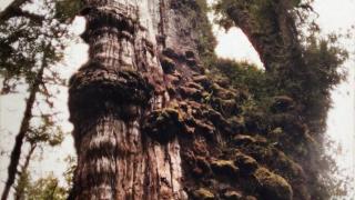 Ditemukan Pohon Tertua Berumur 5.484 Tahun, Ini Penampakannya