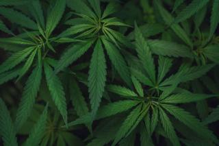 Thailand Izinkan Penanaman Ganja Tanpa Batas