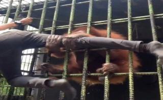 Demi Konten, Seorang Pria di Riau Masuk Kandang Orang Utan Nyaris Digigit