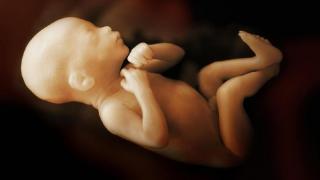 Â 7 Mayat Bayi Ditemukan dalam Kotak Makan di Kos Makassar, Tersisa Tulang