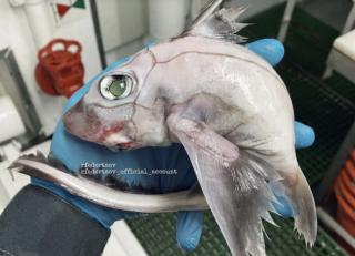 Penampakan Ikan Mirip Monster Bikin Heboh Netizen