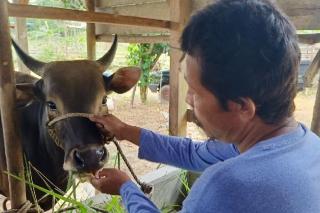 Pulau Bintan Kekurangan Ribuan Hewan Kurban Jelang Idul Adha