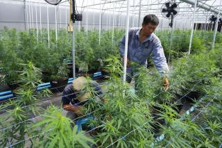 Warga Thailand Ramai-ramai Urus Izin Berkebun Ganja di Rumah