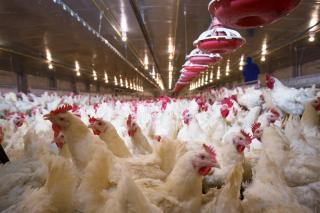 Pakan Mengandung Ganja Tingkatkan Kualitas Telur dan Daging Ayam di Thailand