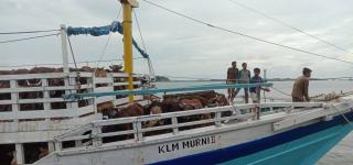 Antisipasi Penyakit PMK, Pasokan Ternak akan Jalani Karantina Usai Tiba di Batam