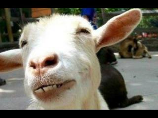 Kambing Ilegal Dijual untuk Kebutuhan Kurban di Batam, Pemerintah Bertindak