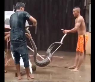 Ular Sanca 5 Meter Terbawa Arus Banjir di Karimun